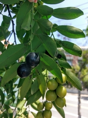 Diospyros kotoensis