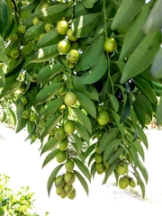 Diospyros kotoensis