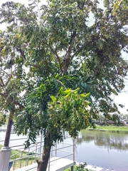 Diospyros kotoensis