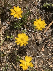 Pentachaeta aurea aurea