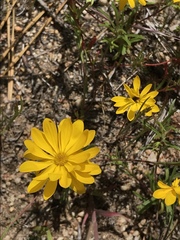 Pentachaeta aurea aurea