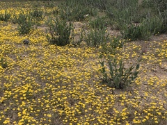 Pentachaeta aurea aurea