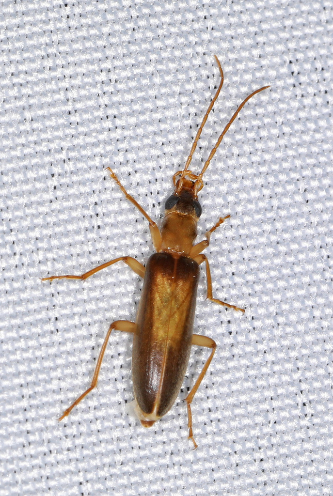 Oxacis nitens