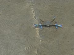 Callinectes arcuatus