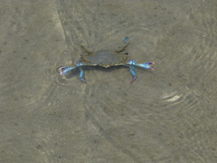 Callinectes arcuatus