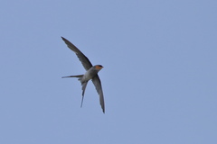 Hemiprocne coronata