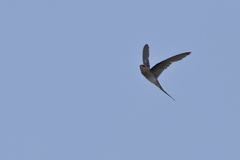 Hemiprocne coronata