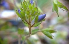 Veronica umbrosa