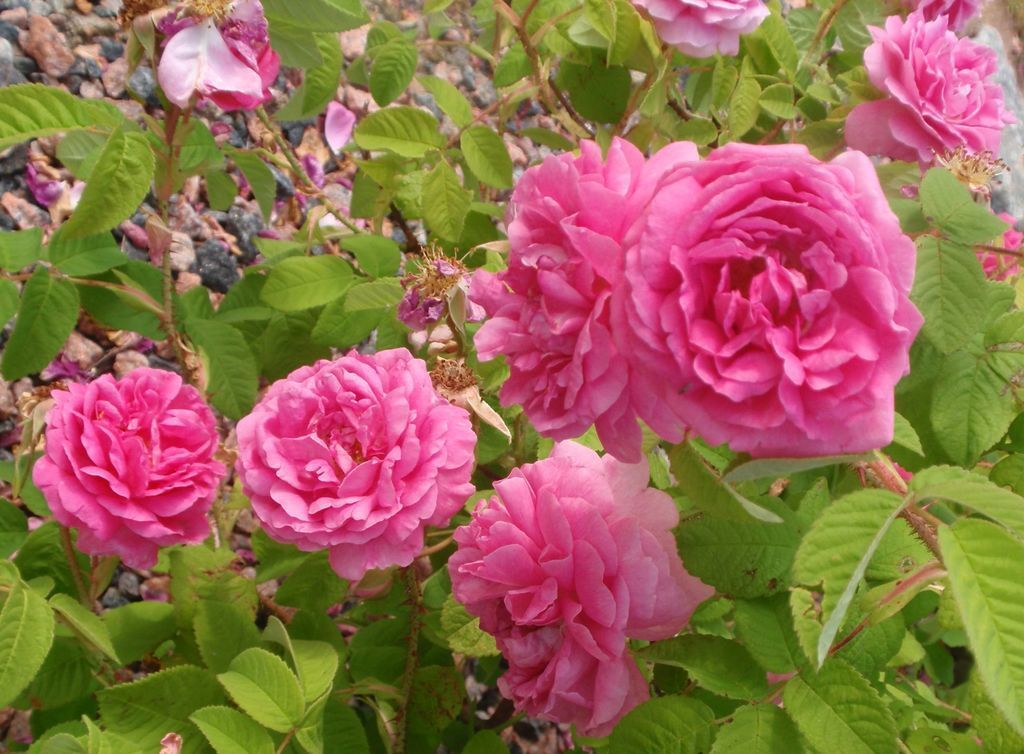 Cubeta Lo encontré Nueva Zelanda Rosa de Castilla (Flora Util de a Región de Temoaya, Centro Ceremonial  Otomí, Estado de México, Mx.) · iNaturalist