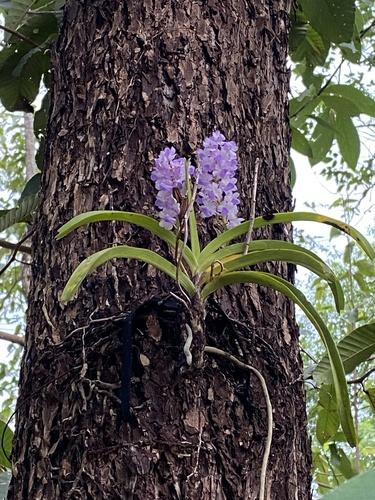 Foto de Orquídea