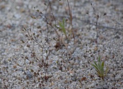 Nemacladus secundiflorus robbinsii