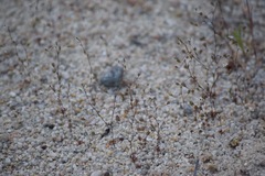 Nemacladus secundiflorus robbinsii