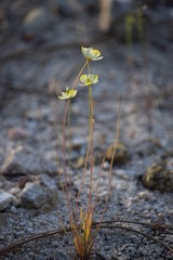 Hesperomecon linearis