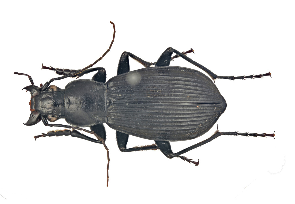 Chlaenius evae
