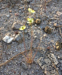 Hesperomecon linearis