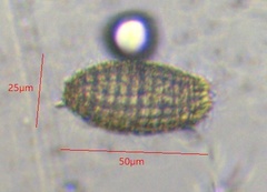 Colepidae