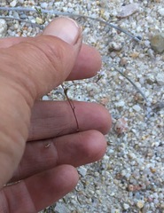 Nemacladus secundiflorus robbinsii