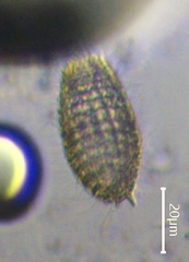 Colepidae