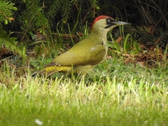 European Green Woodpecker photo 4