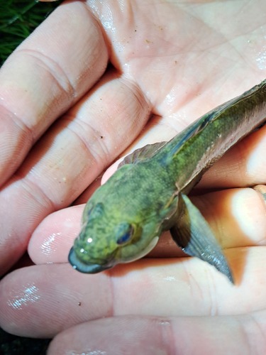Monkey goby (Neogobius fluviatilis) — Gobiidae — 4