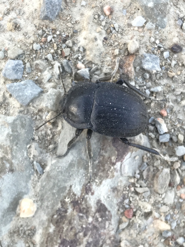 Alphasida lusitanica