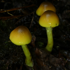 Cortinarius icterinoides