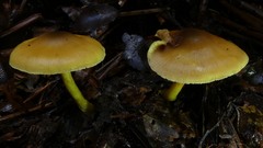 Cortinarius icterinoides