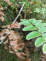 Polystichum imbricans