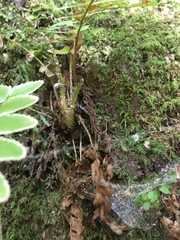 Polystichum imbricans