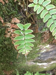 Polystichum imbricans