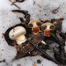 Wintergreen Snowmelt Pholiota - Photo (c) Justin Paulin, some rights reserved (CC BY), uploaded by Justin Paulin