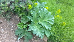 Heracleum stevenii
