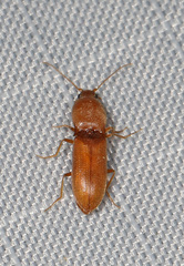 Conoderus grandicollis