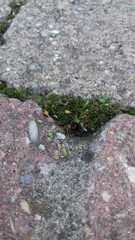 Funaria hygrometrica