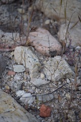 Nemacladus secundiflorus robbinsii