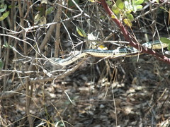 Masticophis bilineatus