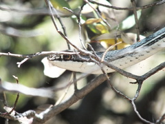 Masticophis bilineatus
