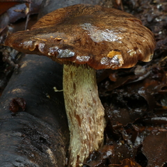 Cortinarius cuphomorphus