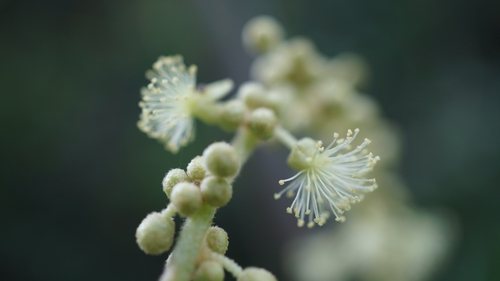 Croton aromaticus, 2024-05-25