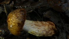 Cortinarius cuphomorphus