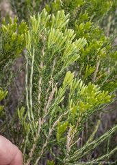 Tetradymia glabrata
