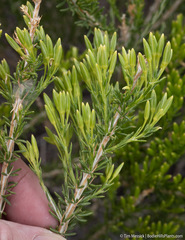 Tetradymia glabrata