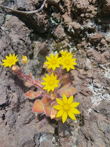 Image of Aichryson villosum by (c) Vítor Jorge, some rights reserved (CC BY)