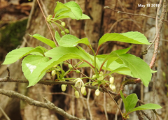 Schisandra chinensis