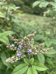 Vitex negundo cannabifolia