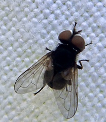 Phasia pusilla