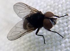 Phasia pusilla