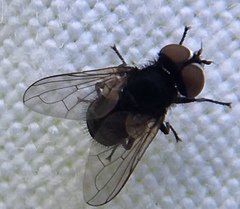 Phasia pusilla