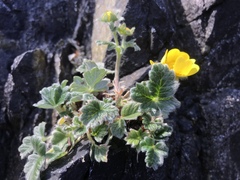 Potentilla villosa