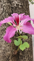 Bauhinia × blakeana
